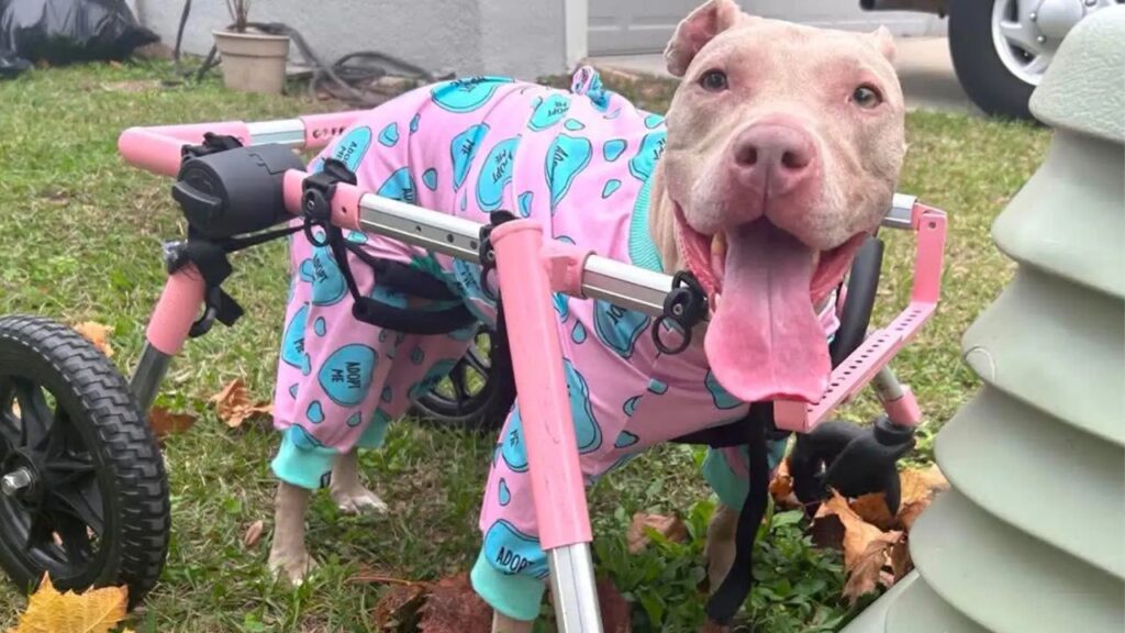 Disabled Florida Pit Bull Left Struggling to Walk After Someone Steals Her $800 Specialized Pink Wheelchair