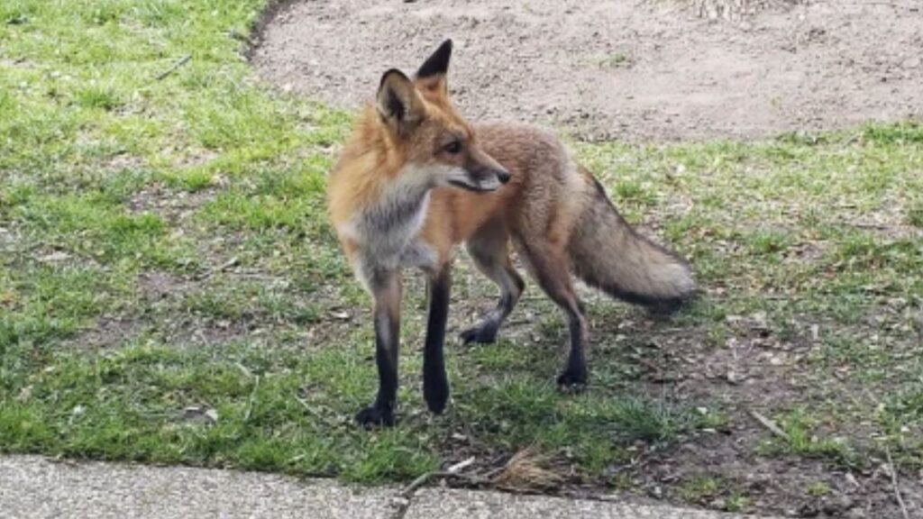 Rabies Warning Issued in NYC After Fox Bites Visitor at Staten Island Nature Preserve and Remains on the Loose Rabies Warning Issued in NYC After Fox Bites Visitor at Staten Island Nature Preserve and Remains on the Loose