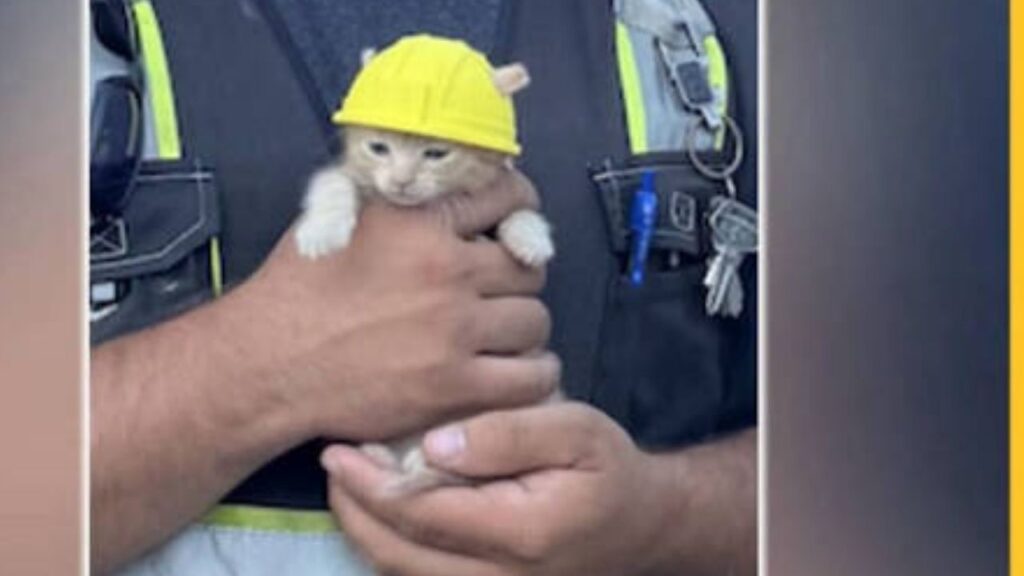 Rescued Kitten Found Inside Ohio Excavator Gets Her Own Hard Hat and Safety Vest