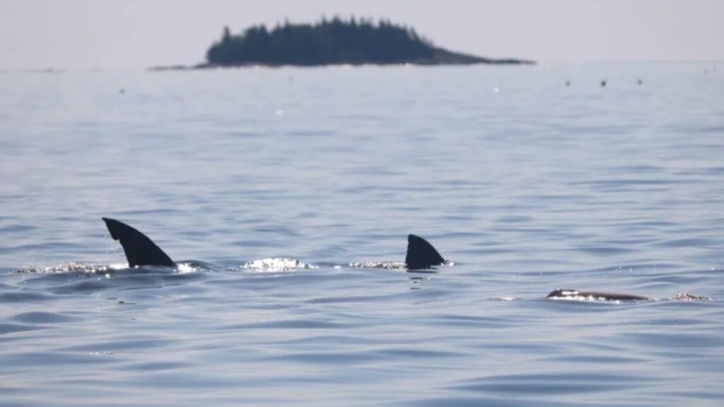 Sharks Are Showing Up Daily Along Southern Maine Coast as Experts Warn Beachgoers Sharks Are Showing Up Daily Along Southern Maine Coast as Experts Warn Beachgoers