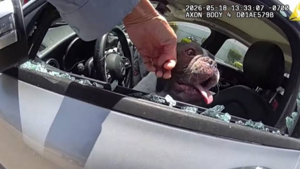 SoCal Officer Smashes Car Window to Save 5 Dogs Trapped in Scorching Vehicle as Police Issue Urgent Warning to Pet Owners