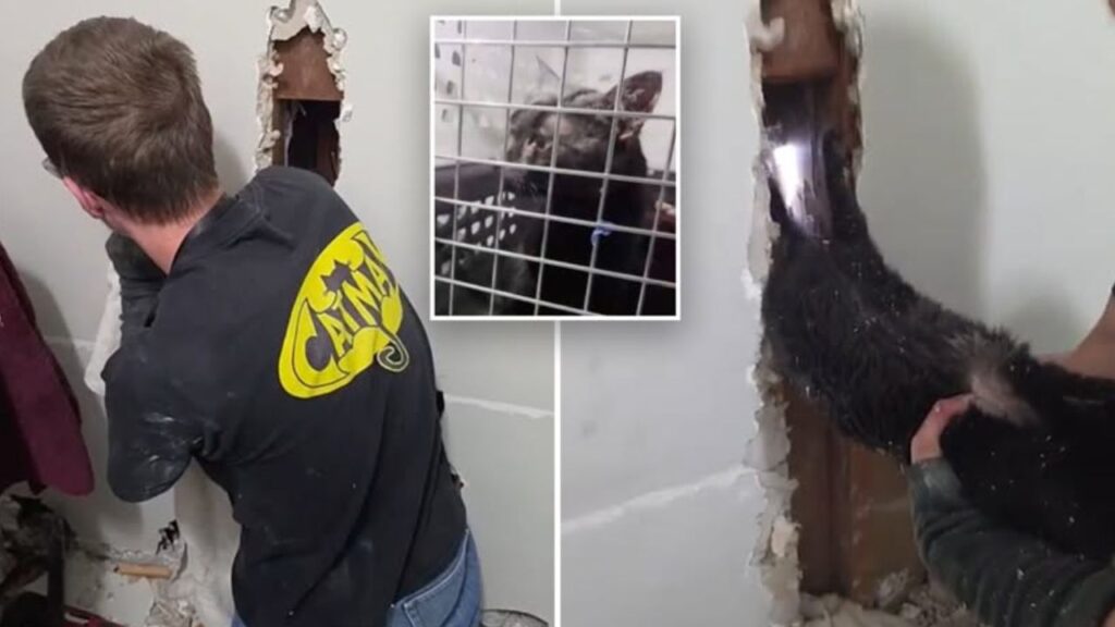 Cat Vanishes During Move, Then Rescue Team Finds Her Trapped Upside Down Behind a Wall