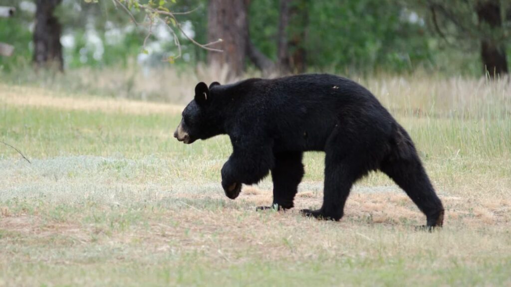 Colorado Bear Attack Nightmare 17-Year-Old Girl Attacked in Her Bed as Another Woman Is Bitten in Tent