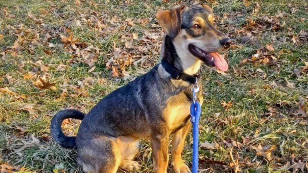 Family Dog Who Survived a 2,300-Mile Journey Through the Darién Gap Is Now Waiting for His Family in a Florida Shelter