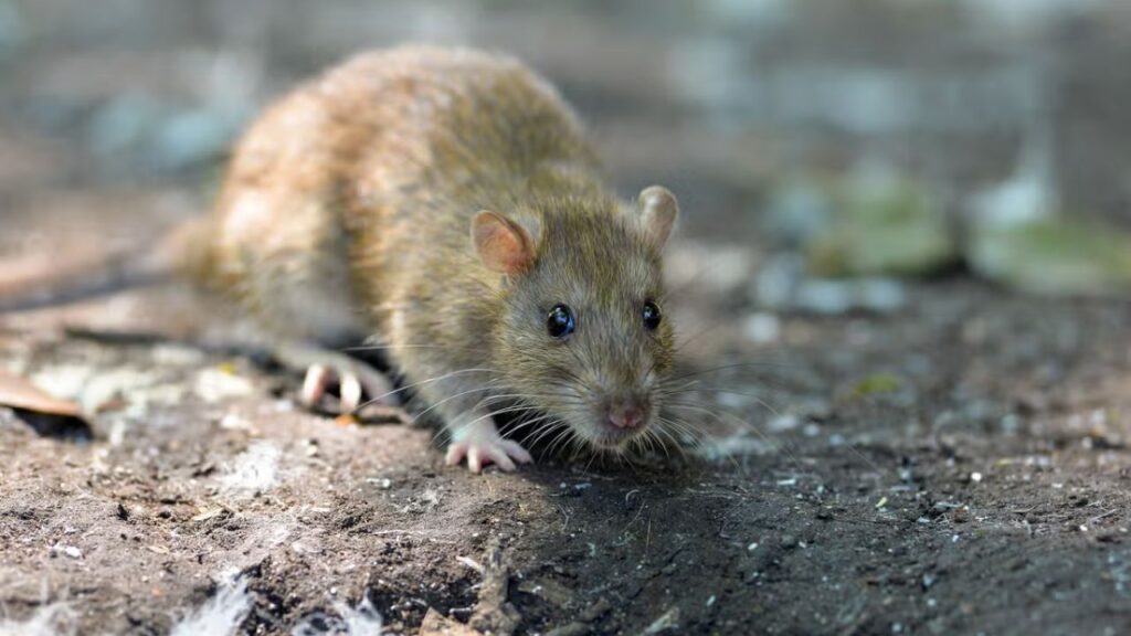 Florida Restaurant Hit With Shutdown After Inspectors Find Dead Rodent and Hundreds of Droppings