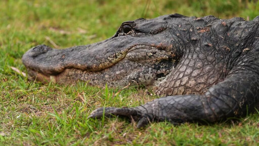 Florida Woman, 20, Dies After Being Ejected From Vehicle in Deadly I-95 Chain-Reaction Crash Triggered by Alligator