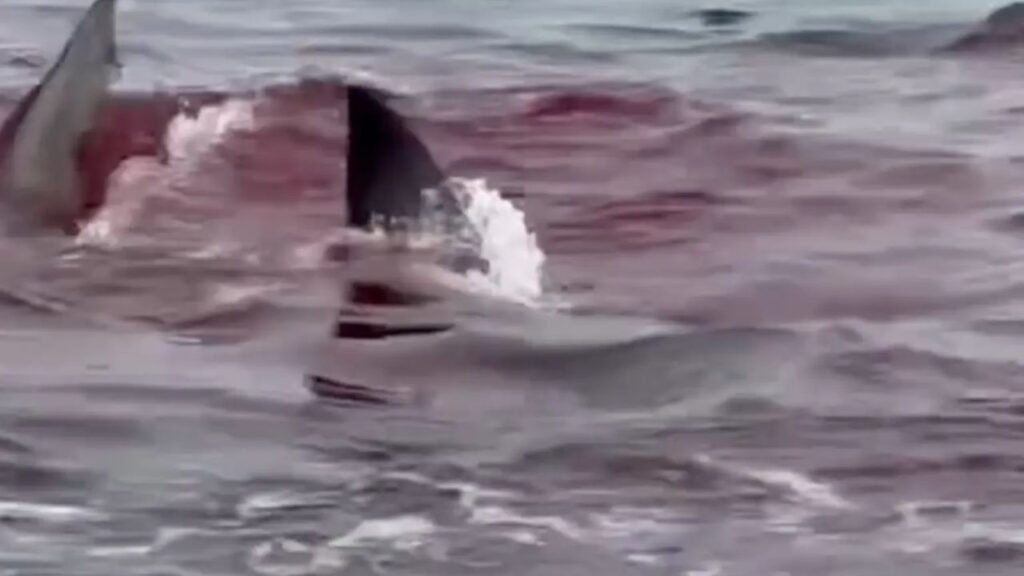 Great White Shark Tears Into Seal Just Feet From Nantucket Beach in Wild Video
