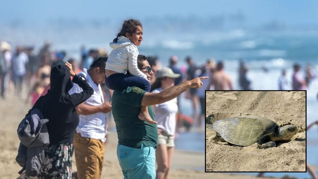 Huntington Beach Airshow Faces Surprise Fight as Endangered Sea Turtles Lay Nests on California Coast