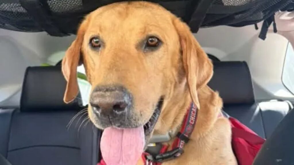 Idaho Man and His Dog Found Alive After 7 Days in Remote Wyoming Wilderness as Search Finally Comes to an End