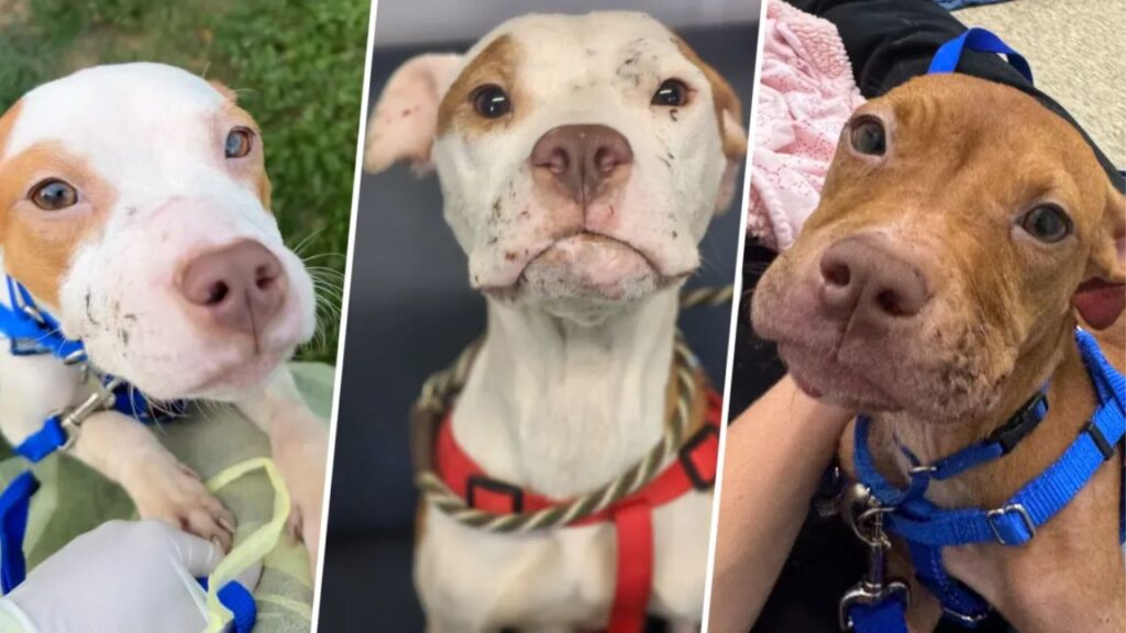 Man Calls 911 After Finding His Dog Dead, Telling Police About Other Deaths Before 6 Emaciated Dogs Are Rescued