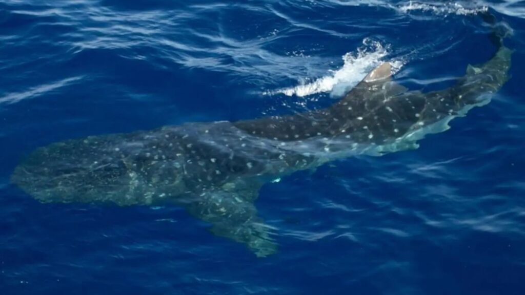 Massive 20-Ton Whale Shark Swims Right Alongside Boat Off New York Coast in Incredible Rare Sighting