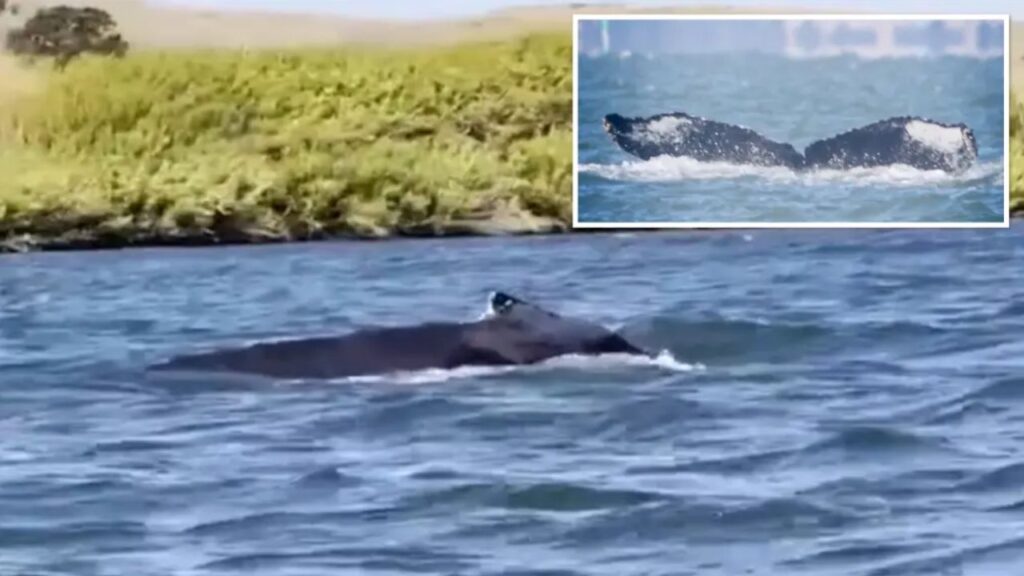 Massive Humpback Whale Suddenly Appears in California River, Leaving Fishermen Stunned
