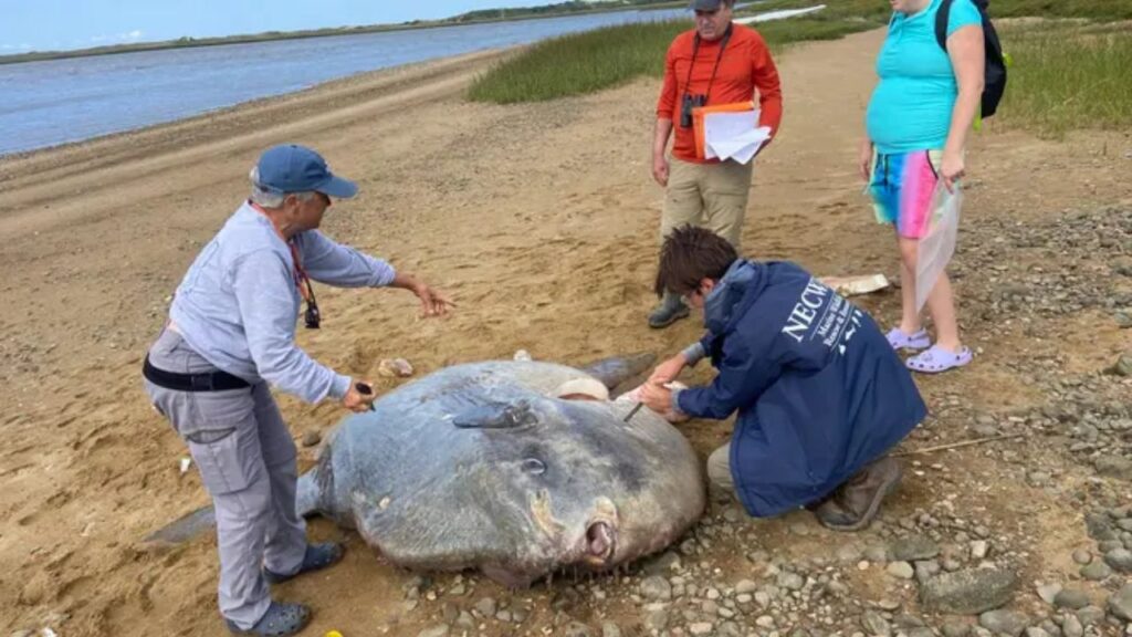 Nearly 1,000-Pound Ocean Giant Found Dead on Cape Cod Beach as Seasonal Migration Begins