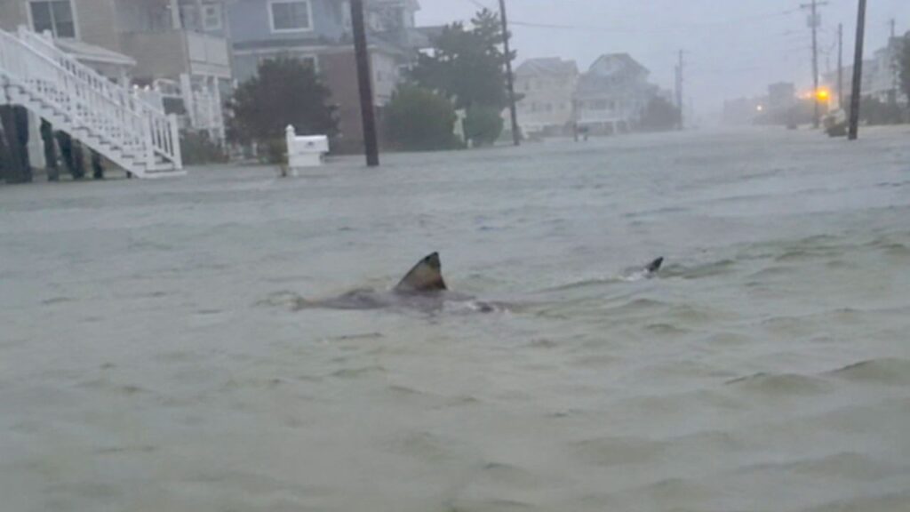Shark Spotted Swimming Through Flooded New Jersey Streets as Powerful Nor’easter Batters Coast