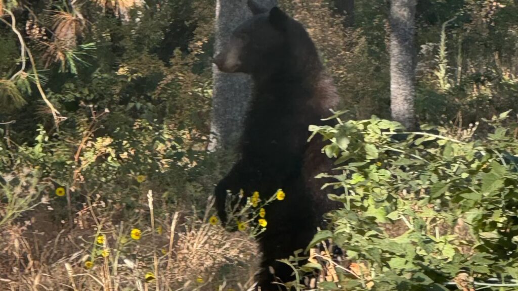 Wild Black Bear Climbs Tree at California High School as Multiple Schools Go Into Lockdown
