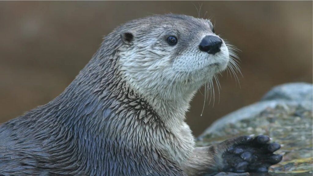 Woman Mauled by Wild Otter While Swimming in Lake Tahoe Back in Hospital After Infection Threatens Finger Function