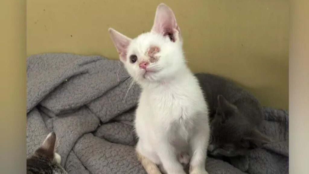 124 Cats Found Alive and Dead Inside Florida Home as 2 Residents Face Citations