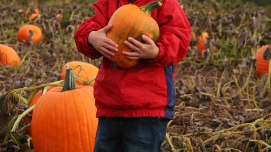 California Pumpkin Patch Closes for Halloween Season After E. Coli Outbreak Sends 3 Children to IC