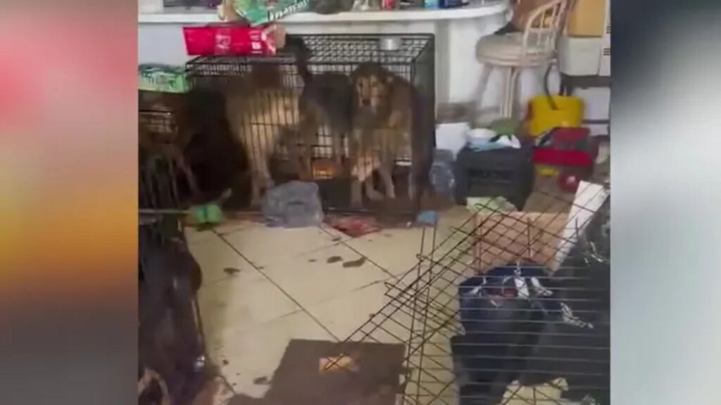 Florida Deputies Discover 30 Neglected Dogs and Disabled Adult Living Without Running Water
