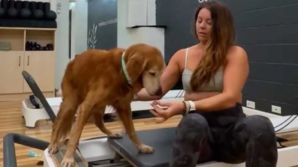 Golden Retriever, Nearly 16, Wins Hearts After His Owner Creates a Special Pilates Routine