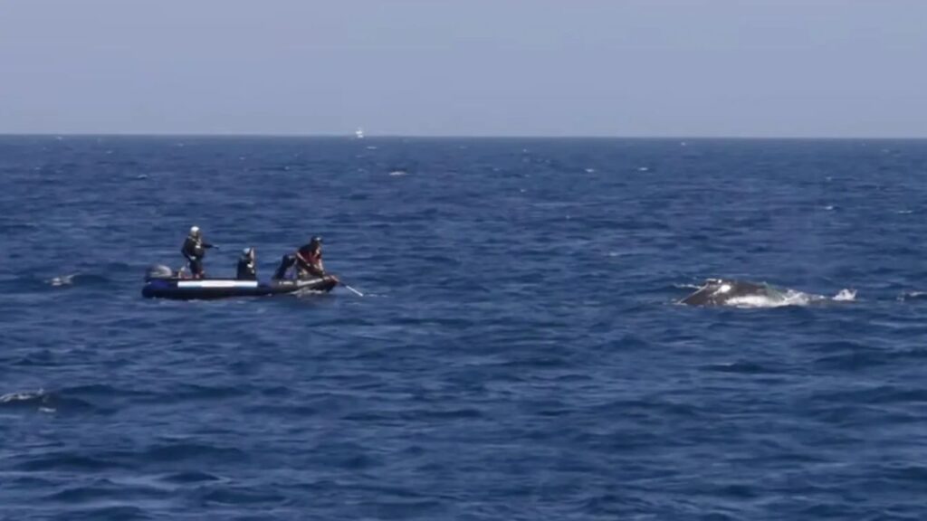 Officials Sound Alarm After Humpback Whale Is Spotted Tangled in Fishing Gear Off Southern California