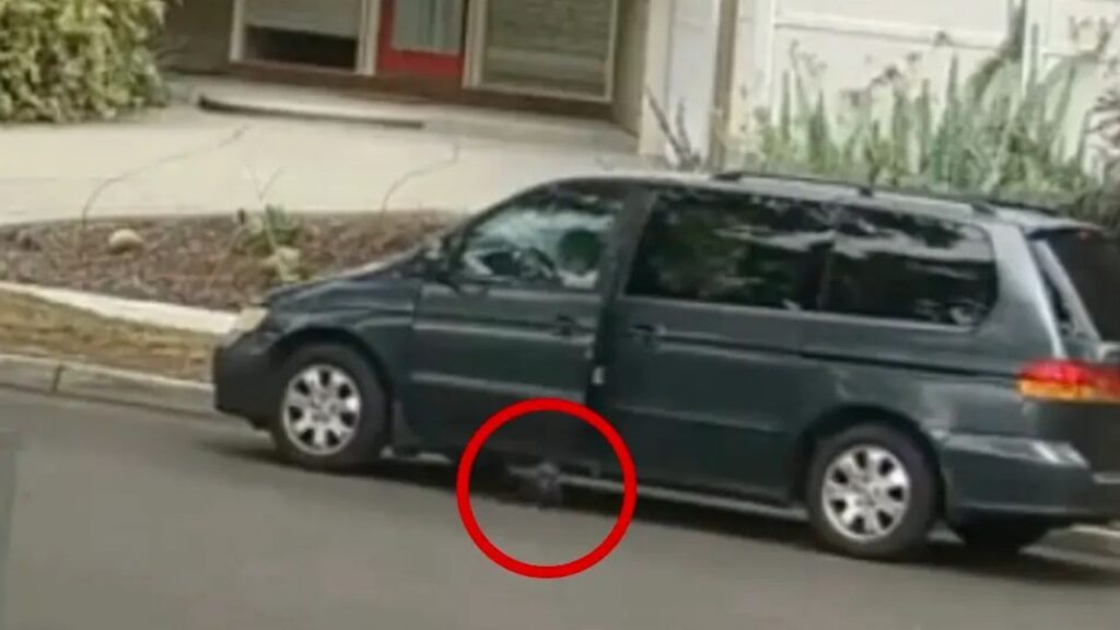 Puppy Allegedly Lured With Food Before Being Run Over in Santa Ana as Police Seek Driver