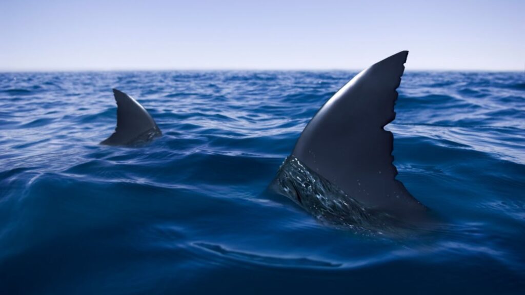 Shark Suspected of Damaging California Fisherman’s Kayak, Forcing Him Into a Long Swim Shark Suspected of Damaging California Fisherman’s Kayak, Forcing Him Into a Long Swim